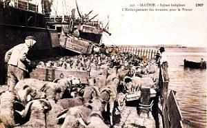 Algerie - Embarquement des moutons pour la France - 1907